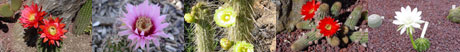 cactus pictures Cacti Growth Habit -Cactus Identification 