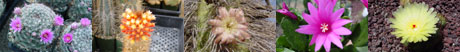 cactus pictures Custom Nomenclature Taxon Compare Page 