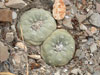 Lophophora diffusa