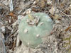 Lophophora diffusa