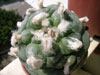 Lophophora diffusa