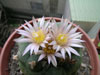 Lophophora diffusa