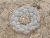 Lophophora diffusa