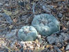 Lophophora diffusa