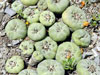 Lophophora diffusa