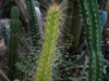 Leptocereus ekmanii