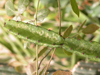 Leptocereus grantianus