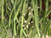 Rhipsalis micrantha