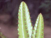 Leptocereus paniculatus