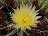 Leuchtenbergia principis