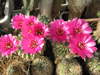 Echinopsis tiegeliana