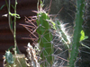 Leptocereus sylvestris