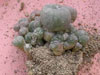 Lophophora williamsii