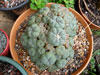 Lophophora williamsii