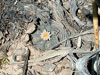 Lophophora williamsii