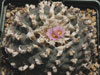 Lophophora williamsii