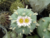 Lophophora williamsii