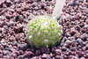 Echinopsis backebergii