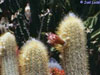 Micranthocereus albicephalus