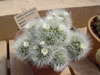 Mammillaria albicoma