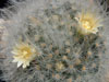 Mammillaria albicoma