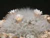 Mammillaria albicoma