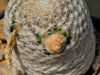 Mammillaria albiflora