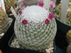 Mammillaria albilanata