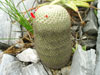 Mammillaria albilanata