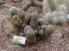 Mammillaria angelensis