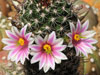 Mammillaria angelensis