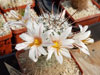 Mammillaria angelensis