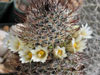 Mammillaria armillata