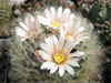 Mammillaria aureilanata