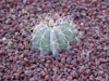 Melocactus azureus