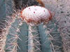 Melocactus azureus