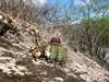 Melocactus bahiensis