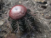 Melocactus bahiensis