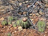 Melocactus bahiensis