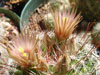 Mammillaria barbata