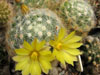 Mammillaria baumii