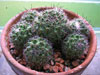 Mammillaria beneckei