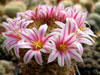 Mammillaria blossfeldiana