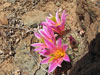 Mammillaria blossfeldiana