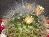 Mammillaria bocasana