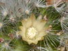 Mammillaria bocasana