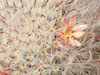 Mammillaria bocasana