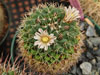 Mammillaria boelderliana