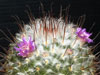 Mammillaria bombycina