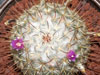 Mammillaria bombycina